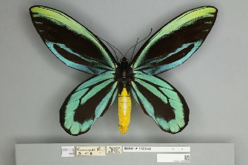 Ornithoptera alexandrae Rothschild, 1907 - NHMUK_013602454 _Ornithoptera_alexandrae_male_upperside