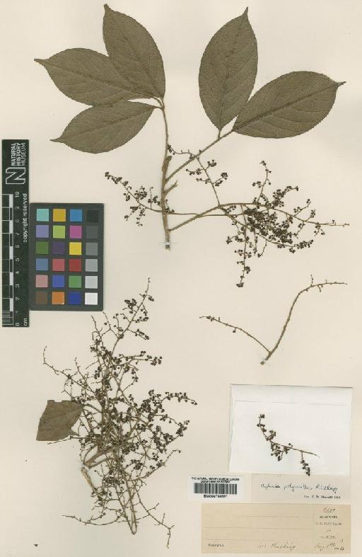 Aglaia oligophylla Miq. - BM000799551
