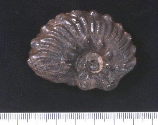 Anahoplites biplicatus (Mantell, 1822) - PI OR 37674 Dimorphites biplicatus