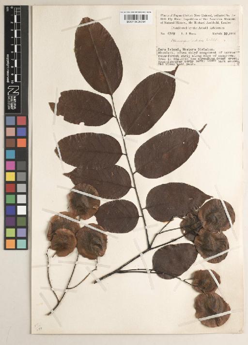 Pterocarpus indicus f. indicus - BM013406694