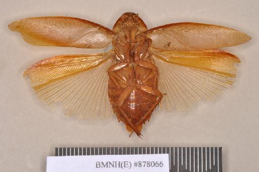 Epilampra sodalis Walker, 1868 - Epilampra sodalis Walker, F, 1868, unsexed, holotype, ventral. Photographer: Heidi Hopkins. BMNH(E)#878066