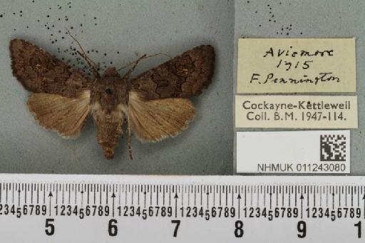 Aporophyla lueneburgensis (Freyer, 1848) - NHMUK_011243080_644204