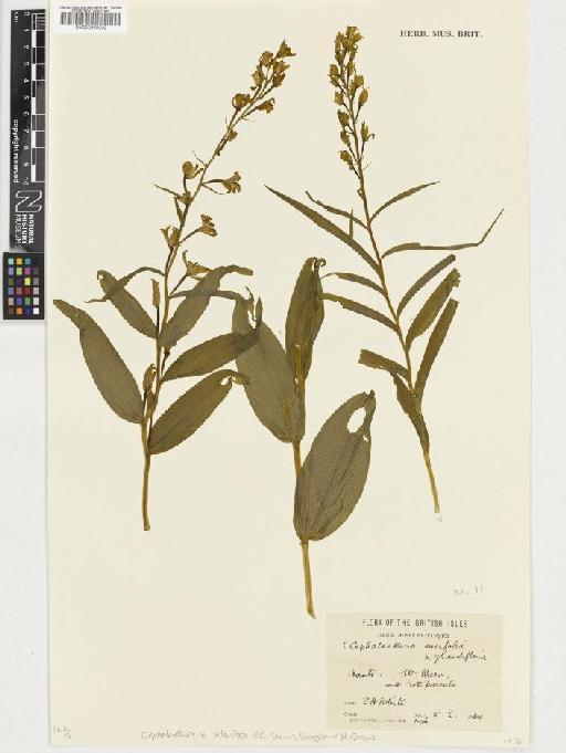 Cephalanthera × schulzei E.G.Camus - BM000955092