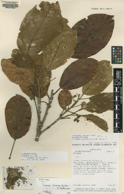 Sloanea herrerae Aguilar & D.Santam. - BM000648229