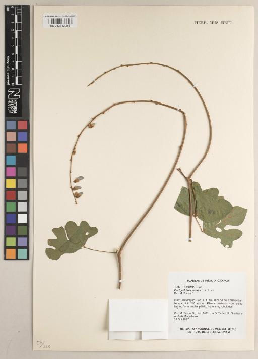 Pachyrhizus erosus (L.) Urb. - BM013712265