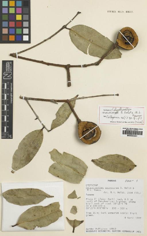 Calyptranthes macrocarpa B.Holst & M.L.Kawas. - BM000884881