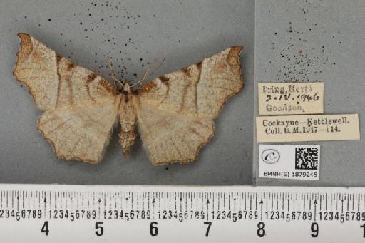 Selenia dentaria (Fabricius, 1775) - BMNHE_1879245_443749