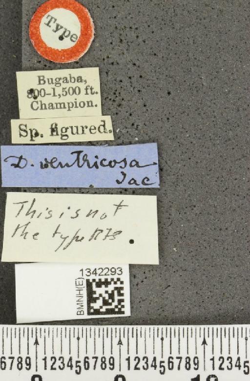 Gynandrobrotica ventricosa (Jacoby, 1878) - BMNHE_1342293_label_23599