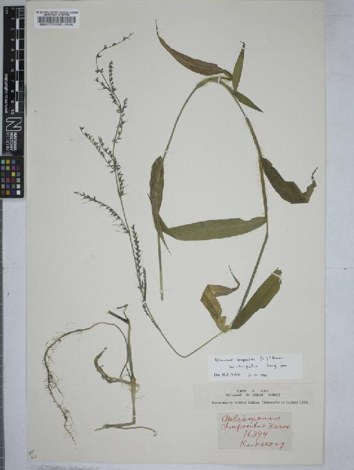 Oplismenus compositus (L.) P.Beauv. - 000070352