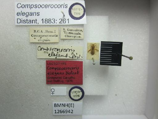 Compsocerocoris elegans Distant, 1883 - Compsocerocoris elegans-BMNH(E)1266942-Lectotype female dorsal & labels