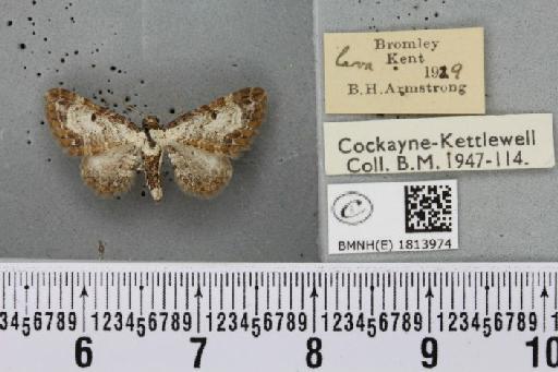 Eupithecia succenturiata ab. disparata Hübner, 1799 - BMNHE_1813974_394261