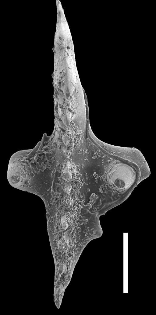 Ancyrodella pristina Khalymbadzha and Chernysheva, 1970 - Ancyrodella_cgmh_0198