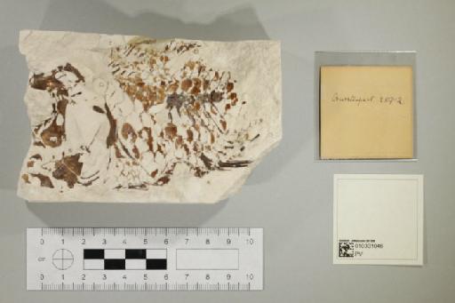 Hoplopteryx lewesiensis (Mantell, 1822) - 010301046_L010092186_(1)