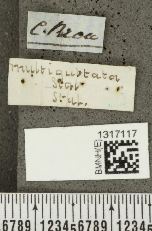 Calligrapha (Polyspila) multiguttata Stål, 1859 - BMNHE_1317117_label_15909