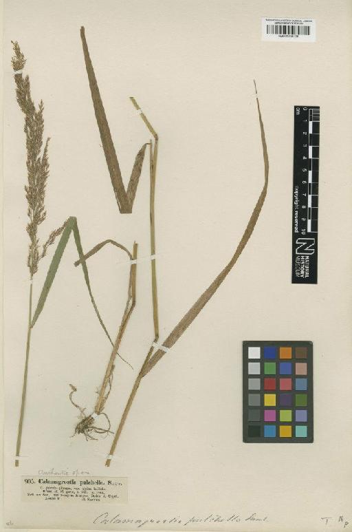Calamagrostis pseudophragmites (Haller f.) Koeler - BM001134126