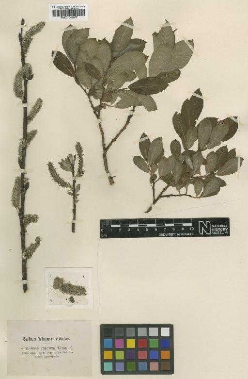Salix silesiaca Willd. - BM001066877
