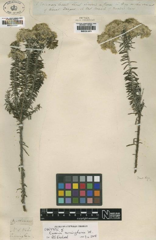 Helichrysum cunninghamii (DC.) Benth. - BM000895557