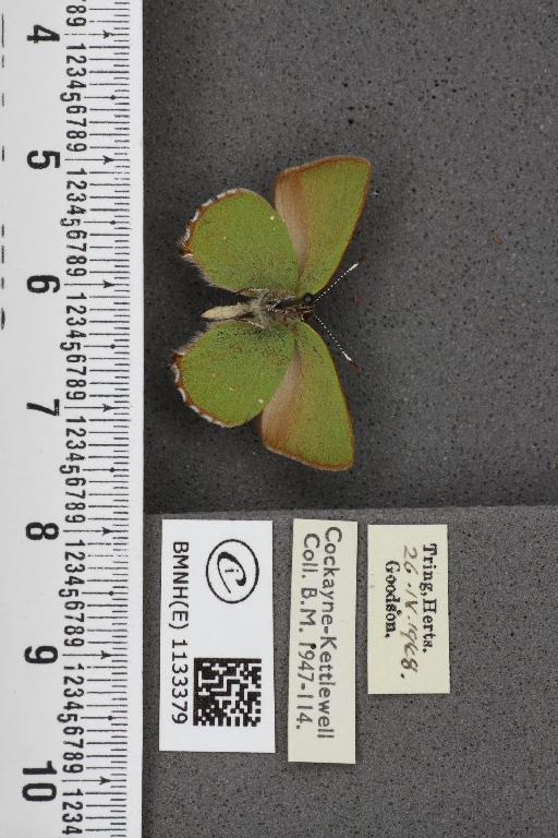 Callophrys rubi ab. brunnea Tutt, 1896 - BMNHE_1133379_97419