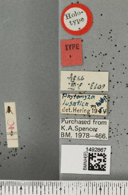 Phytomyza lusatica Hering, 1955 - BMNHE_1492867_a_label_54613