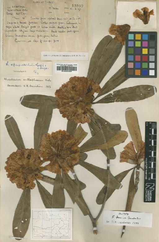 Rhododendron faucium D.F.Chamb. - BM000996668