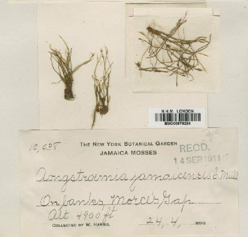 Aongstroemia brevipes Hampe ex Besch. - BM000879294