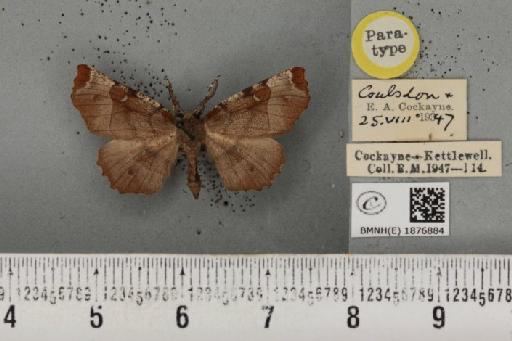 Selenia tetralunaria ab. nigrescens Cockayne, 1949 - BMNHE_1876884_449287