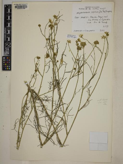 Argyranthemum filifolium (Sch.Bip.) Humphries - 000614996