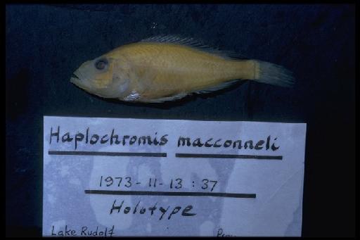 Haplochromis macconneli Greenwood, 1974 - Haplochromis macconneli; 1973.11.13.37
