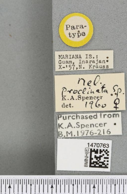 Melanagromyza proclinata Spencer, 1963 - BMNHE_1470763_label_46279