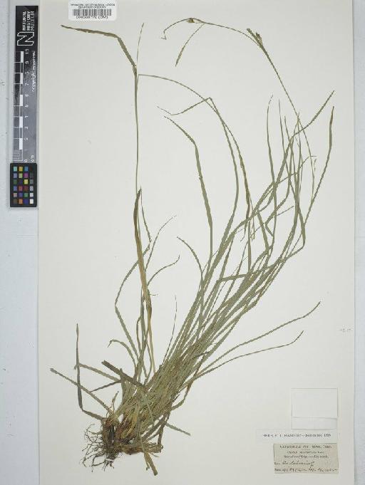 Carex depauperata Curtis ex With. - BM000598772  C