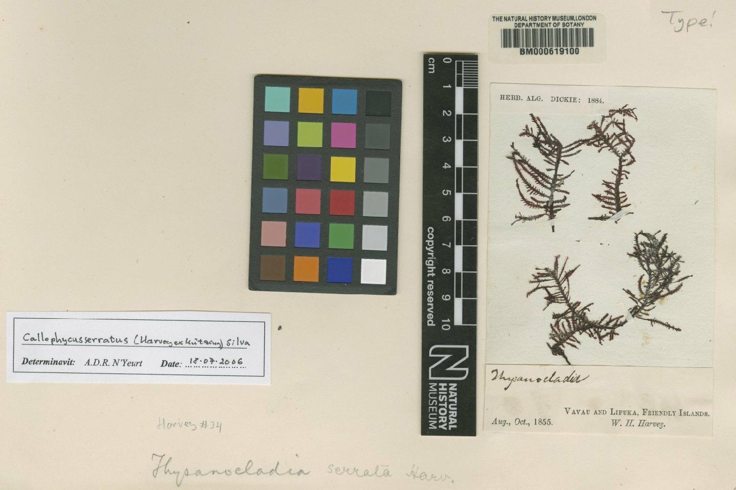 To NHMUK collection (Thysanocladia serrata Harv. ex Kütz.; TYPE; NHMUK:ecatalogue:4790269)