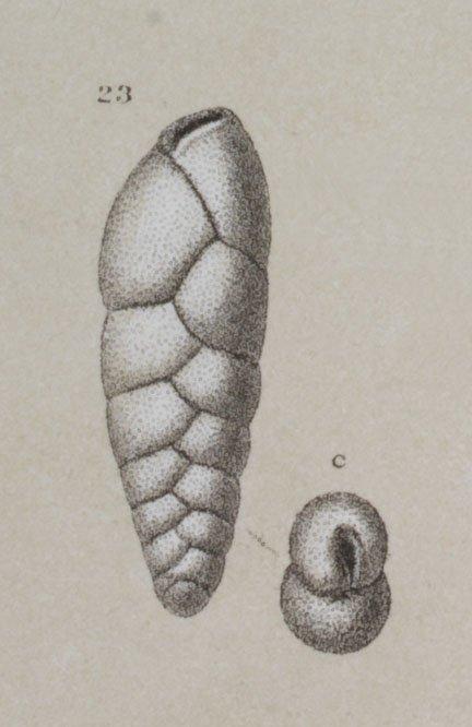 Bolivina textilarioides Reuss, 1863 - ZF1199_52_23_Brizalina.jpg