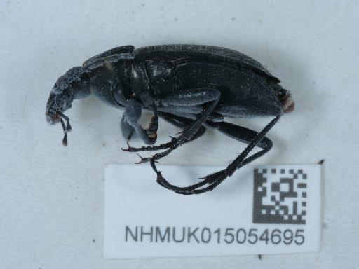Carabus granulatus calabricus Spettoli & Vigna Taglianti in Vigna Taglianti et al., 2001 - 015054695_1