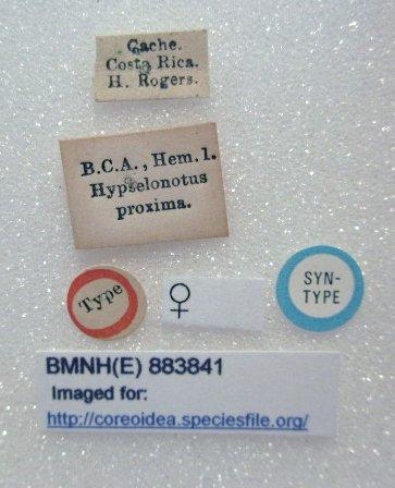 Hypselonotus proximus Distant, 1881 - Hypselonotus proxima-BMNH(E)883841-Syntype female labels