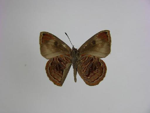 Iridana magnifica Hawker-Smith, 1933 - BMNH(E)# 1000684 Iridana magnifica HT Male Ventral