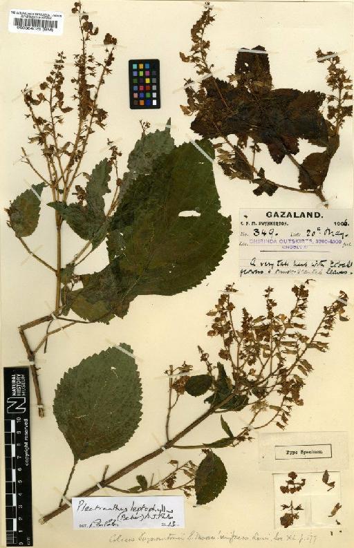 Plectranthus leptophyllus (Baker) A.J.Paton - BM000564026