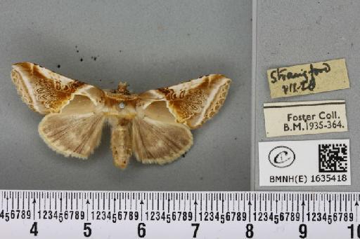 Habrosyne pyritoides (Hufnagel, 1766) - BMNHE_1635418_201842