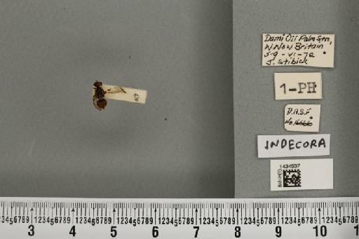 Bactrocera (Bactrocera) indecora (Drew, 1971) - BMNHE_1434537_28481