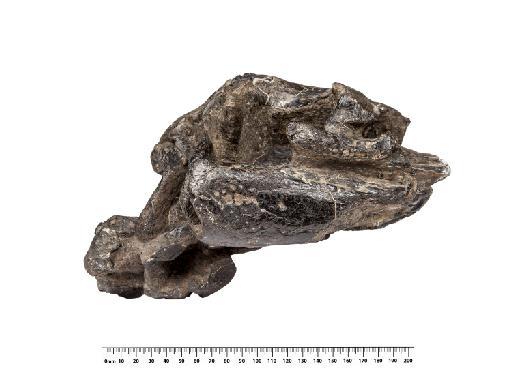 Anteophthalmosuchus hooleyi Salisbury & Naish - OR 28966 Leiokarinosuchus skull right