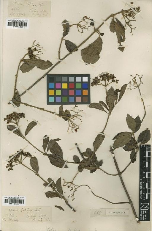 Viburnum foetidum Wall. - BM000944986