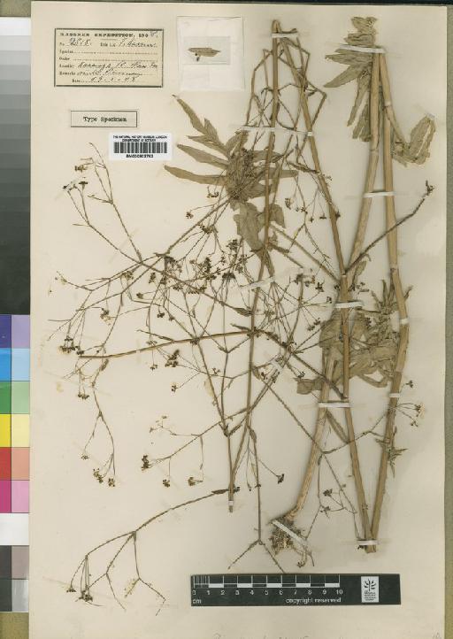 Pimpinella favifolia Norman - BM000902763