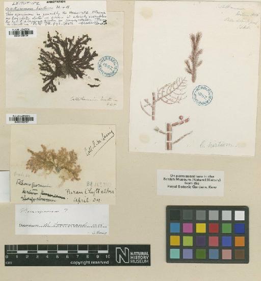 Pleonosporium hirtum (Hook.f. & Harv.) Laing - BM001082157