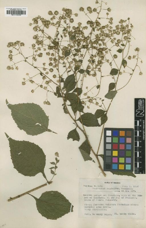 Mexianthus mexicanus B.L.Rob. - BM001009266