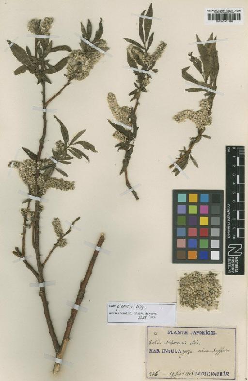 Salix sapporoensis H.Lév. - BM000951998