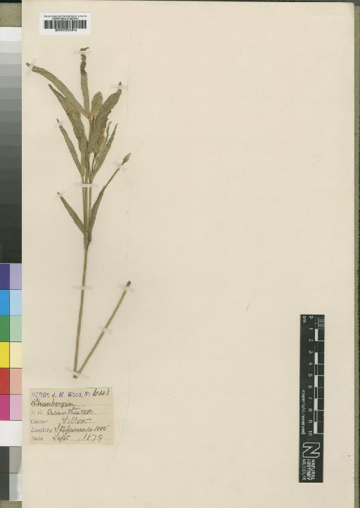 Thunbergia venosa C.B.Clarke - BM000930914