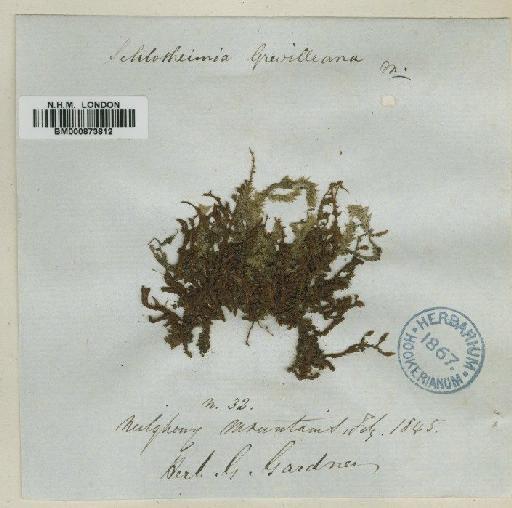 Schlotheimia ferruginea (Hook. & Grev.) Brid. - BM000873812