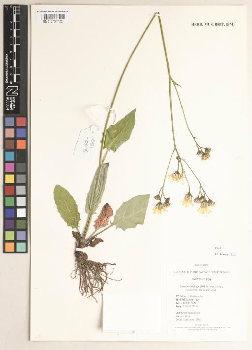 Hieracium sect. Hieracium L. - 013737182