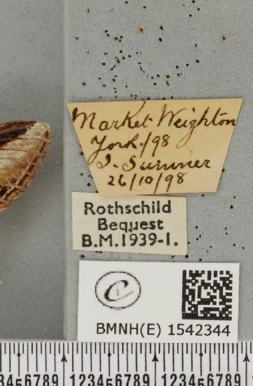 Pheosia gnoma (Fabricius, 1777) - BMNHE_1542344_label_246068