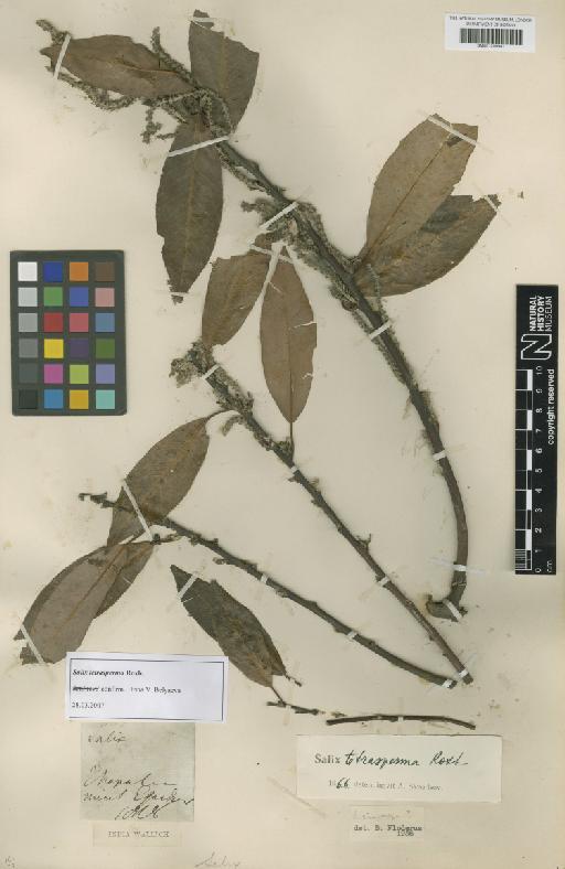 Salix tetrasperma Roxb. - BM001209941