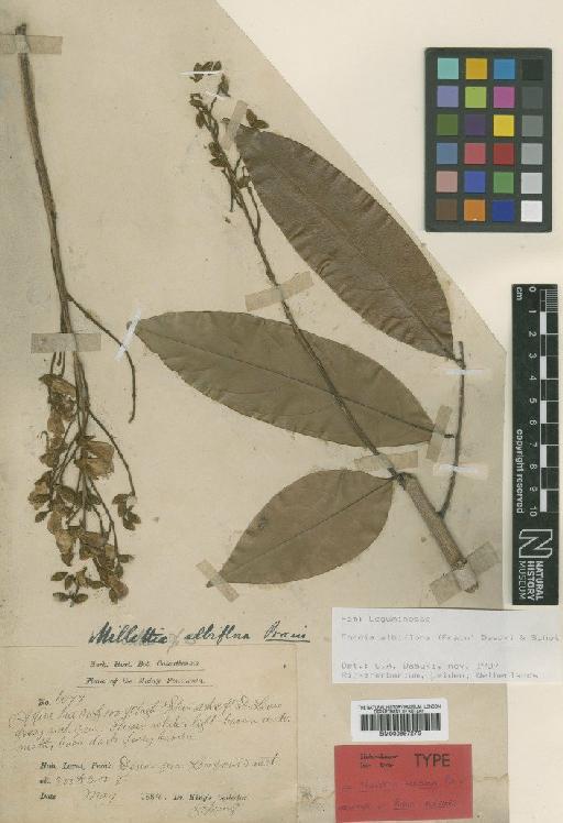 Fordia albiflora (Prain) Dasuki & Schot - BM000997276